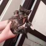 30 günlük yavru kedi yuva arıyor