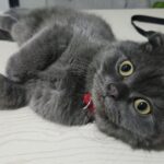 🐾 Ömürlük Yuva Arıyoruz – 5 Aylık Scottish Fold Erkek Kedi 🐾