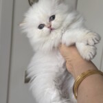 3 aylik saf kanli British longhair kedi