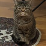 2 yaşında erkek British Shorthair